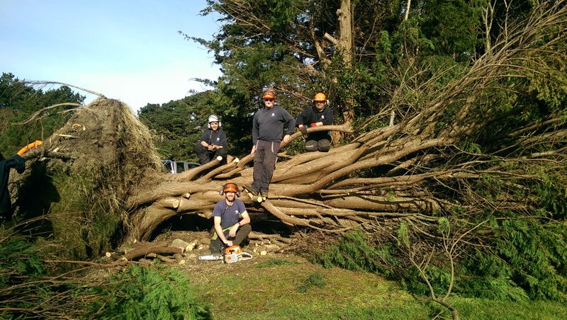 Gallery - JP Tree & Gardening Services