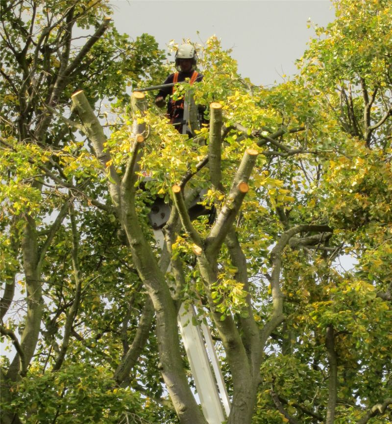 Gallery - JP Tree & Gardening Services