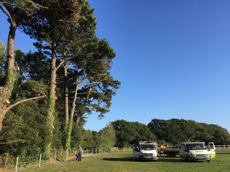 Gallery - JP Tree & Gardening Services