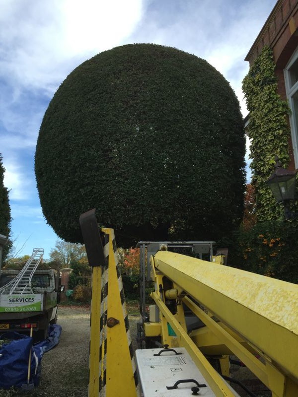 Gallery - JP Tree & Gardening Services